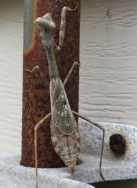 Carolina Mantis